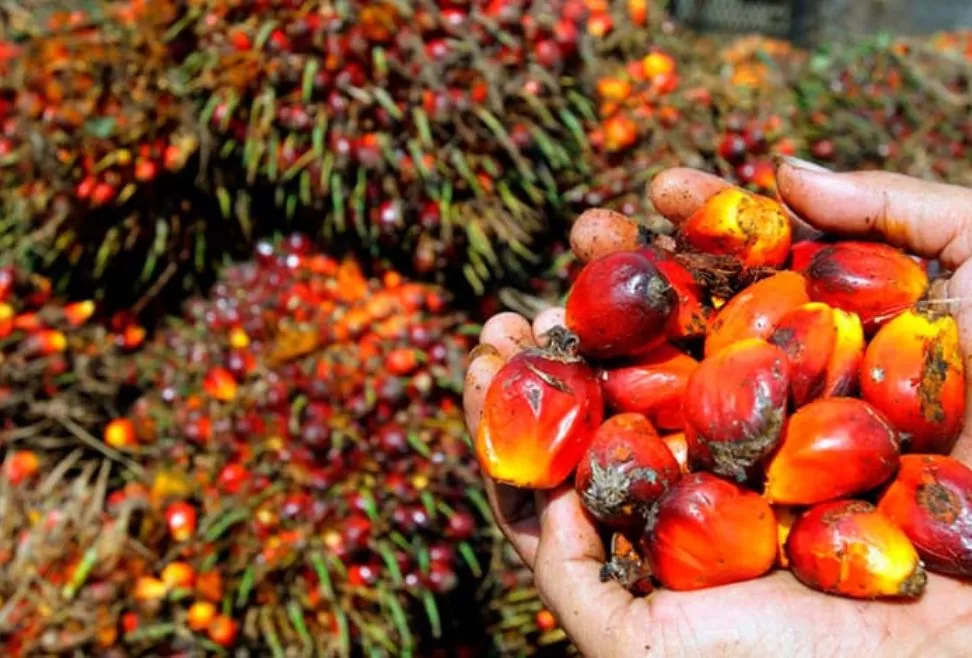 Productores de aceite de palma instan al gobierno a agilizar licencias ambientales y títulos de propiedad