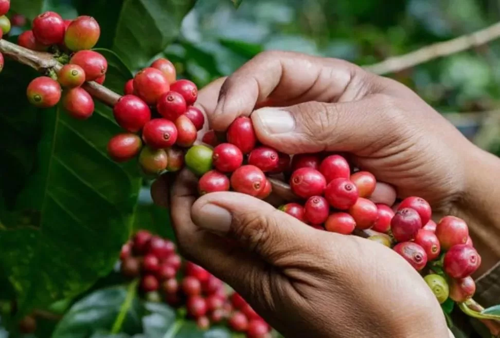 Sector del café cerrará el año 2023 con una producción de 6.5 millones de quintales.