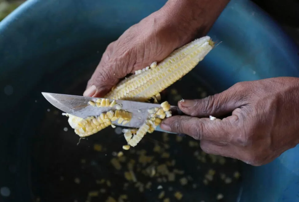 Conciencia y prácticas ancestrales, claves ante la crisis alimentaria en el triángulo norte