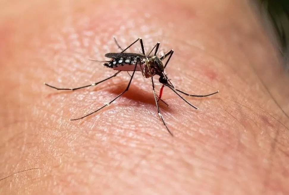 Contagios de dengue ya superan los 200 casos