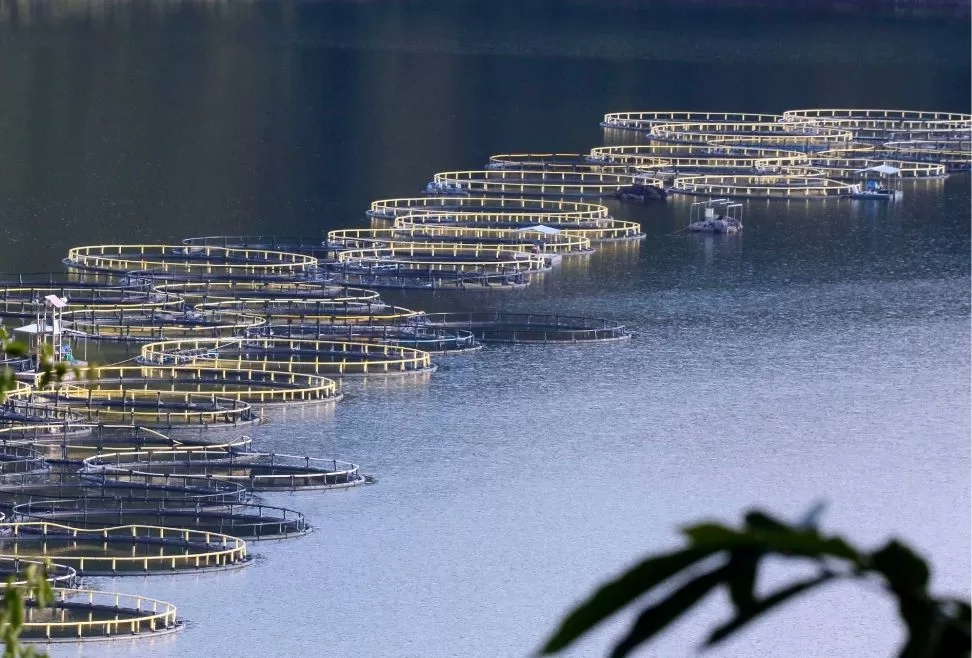 Honduras será sede en marzo de la Feria Internacional de la Tilapia