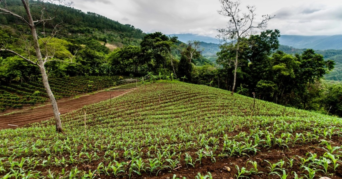 Lluvias afectan levemente cultivos de granos básicos en Honduras