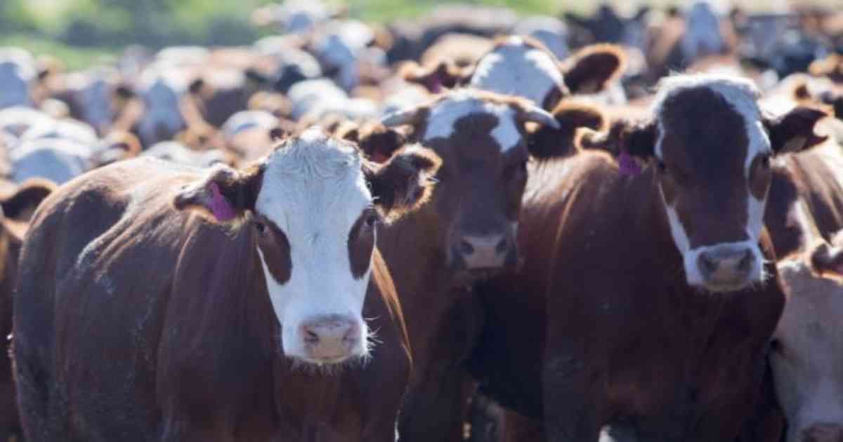 vacas estampida mujer cumpleaños