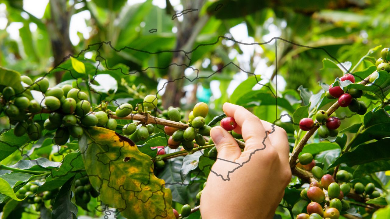 Pérdidas millonarias amenazan exportaciones de café hondureño en 2024 por escasez de mano de obra y condiciones climáticas adversas.