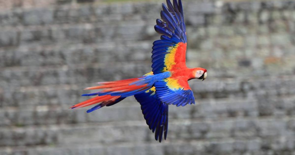 Liberación Guacamaya Roja, Copán Ruinas