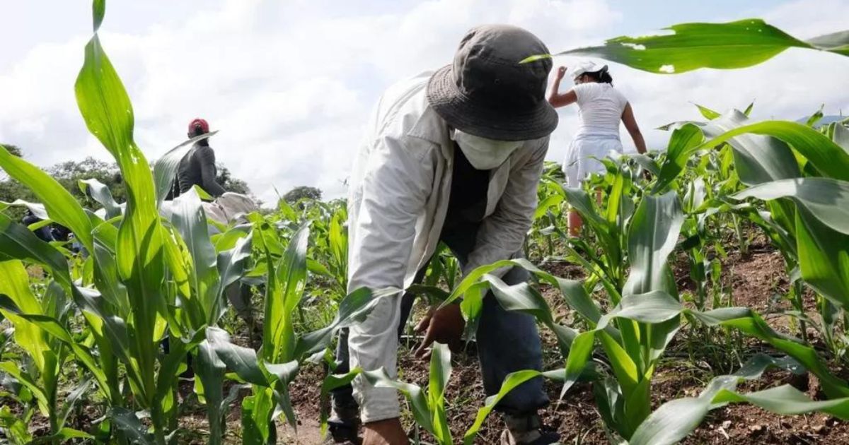 Cohep insta a fortalecer producción nacional y sector agro en Honduras