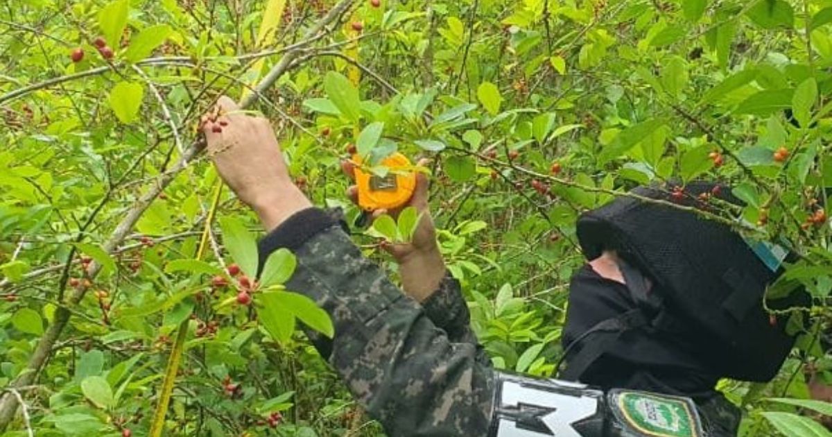 Honduras: Decomiso de 24 mil plantas de coca en Atlántida