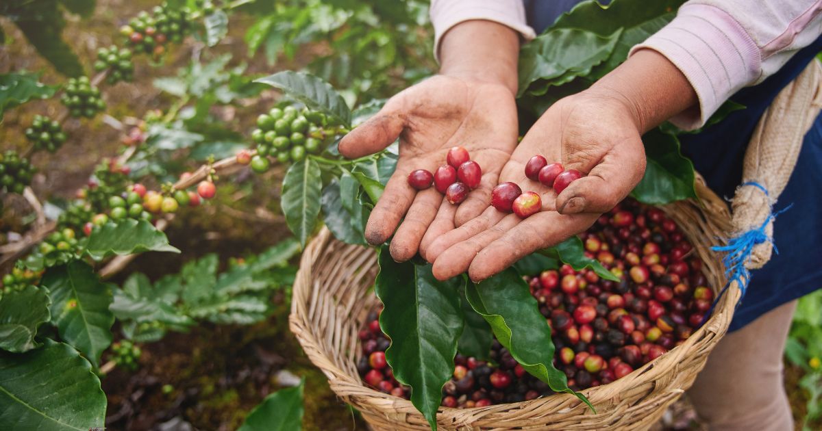 Exportaciones de café de Honduras bajan 11% en 2023-2024