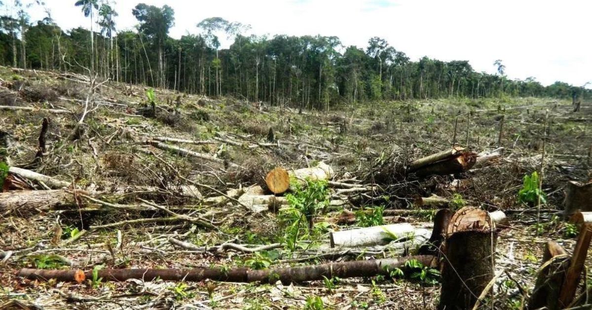 Operativo en Cortés: Arrestan a siete por deforestación ilegal