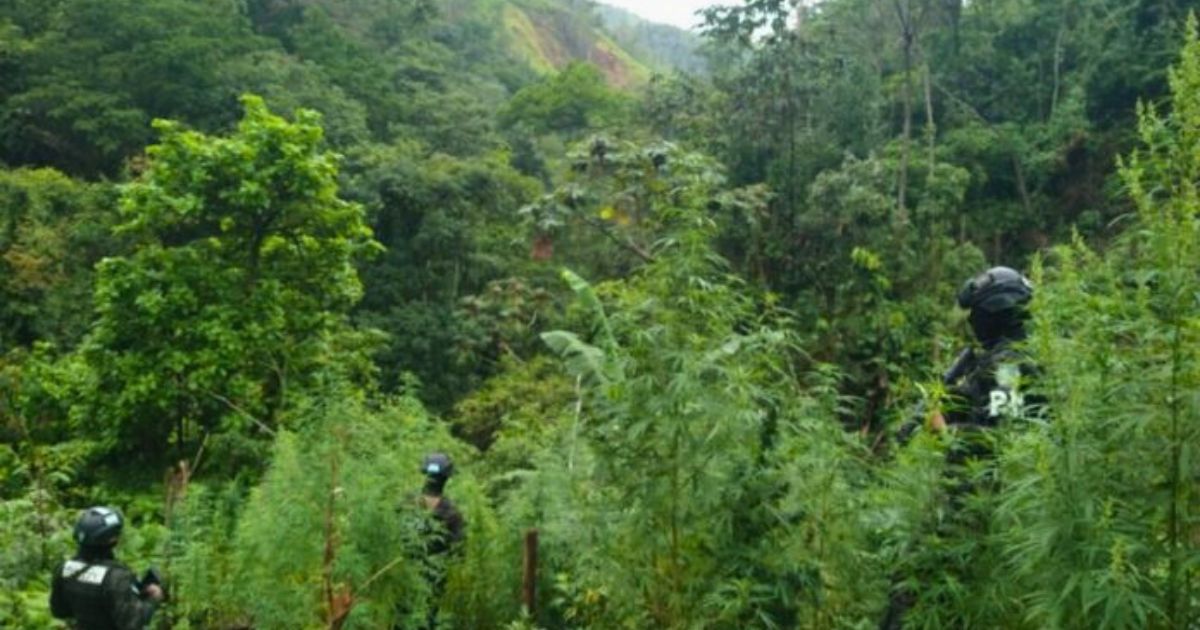 FF.AA aseguran 60 mil plantas de marihuana en Colón (VIDEO)