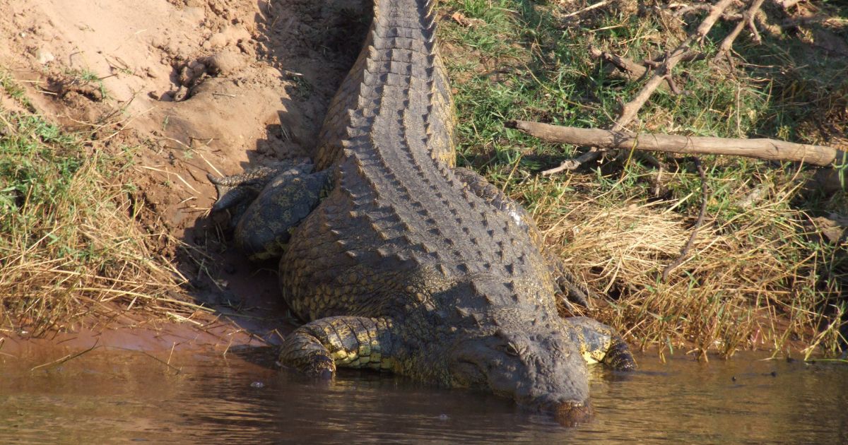 Menores atacados por lagarto en Valle: Fuera de peligro