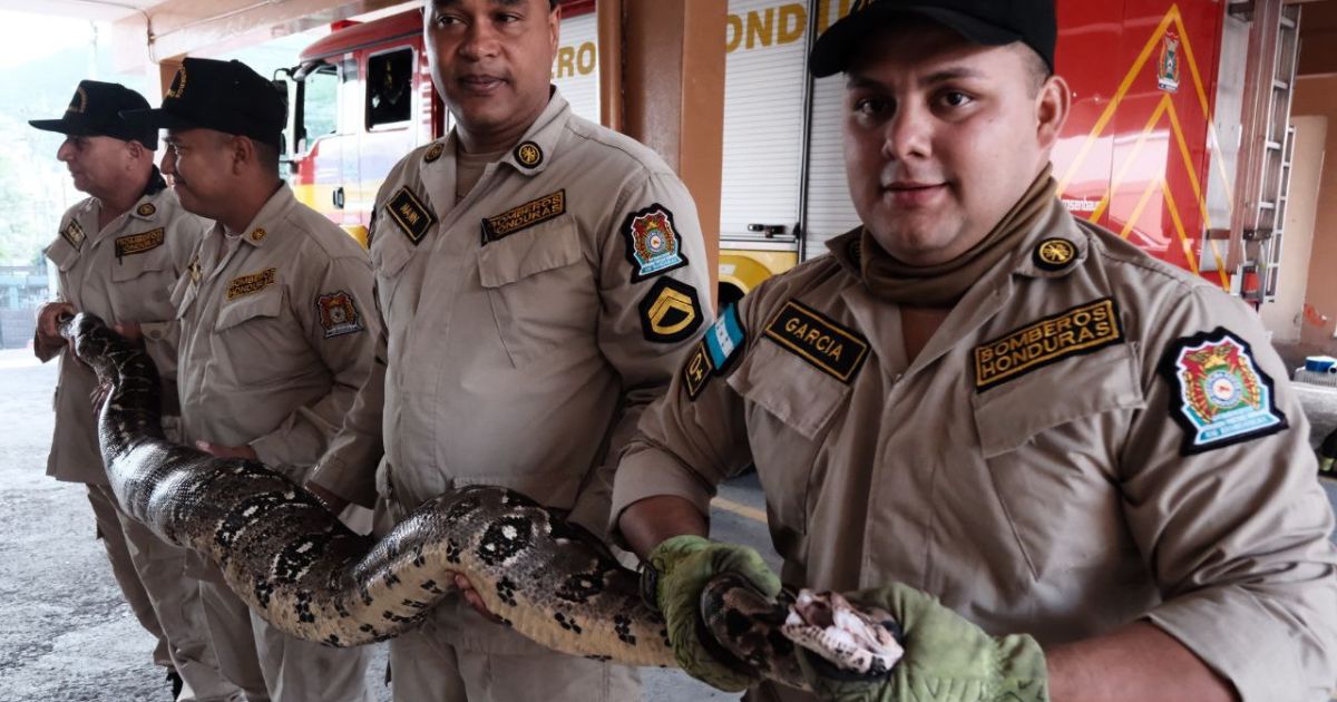 Enorme boa hallada en casa de Tegucigalpa (video)