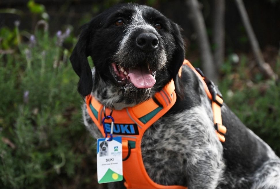 Suki, el perro que detecta fugas de agua subterráneas en Chile