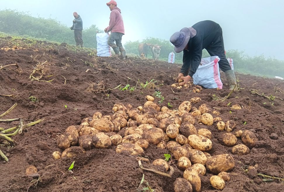 Los productores de Azacualpa producen papa