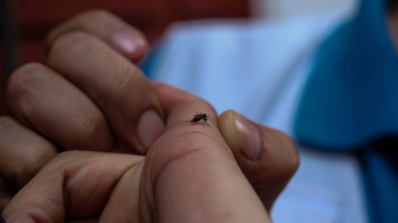 Crisis de dengue en Honduras: Secretaría de Salud omite datos críticos de la semana epidemiológica más grave