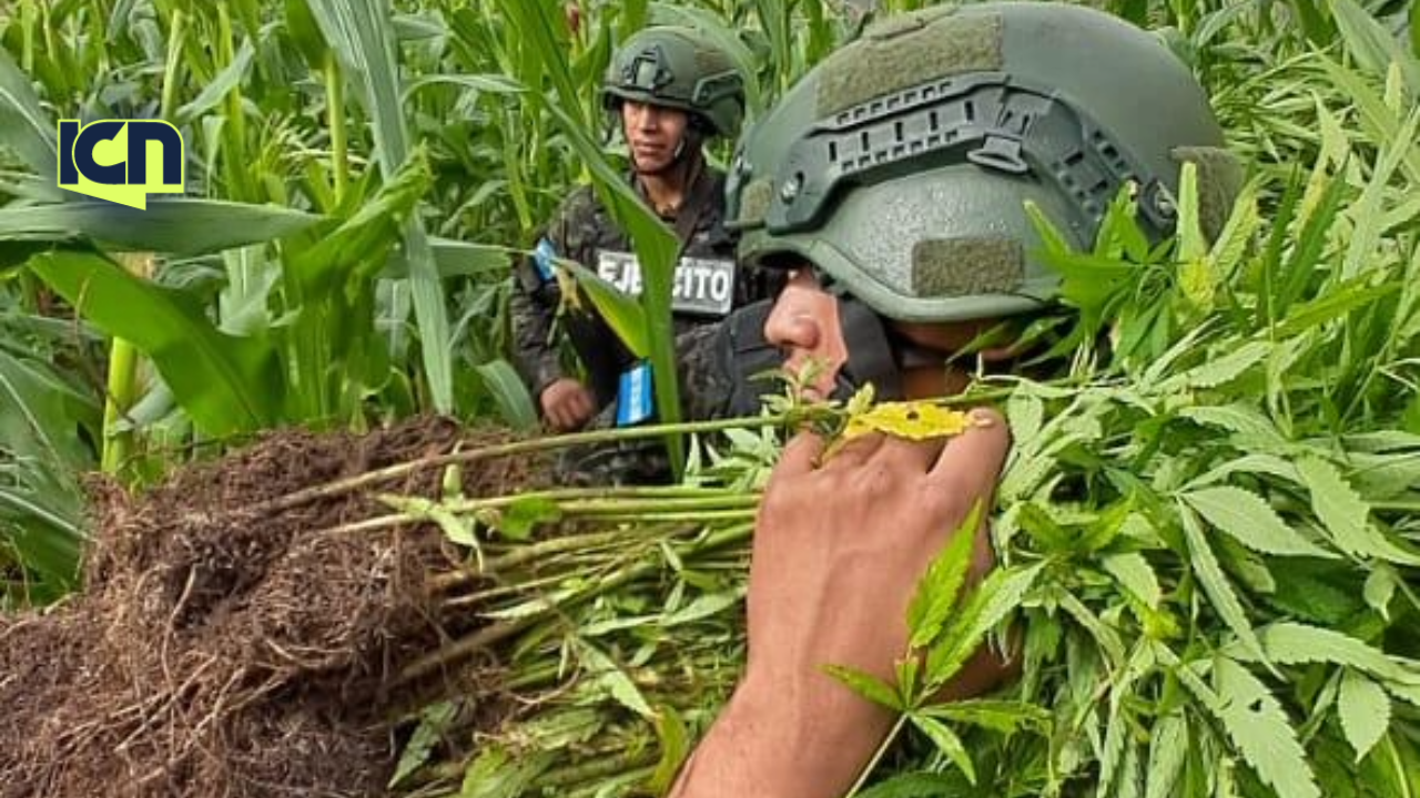 Incautan cultivo de marihuana y armamento en operación conjunta en Lempira