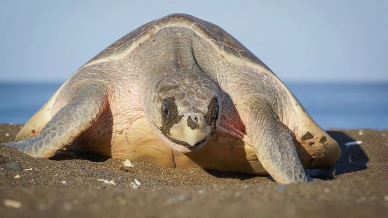 Prohíben consumo de huevos de tortuga Golfina en zona sur